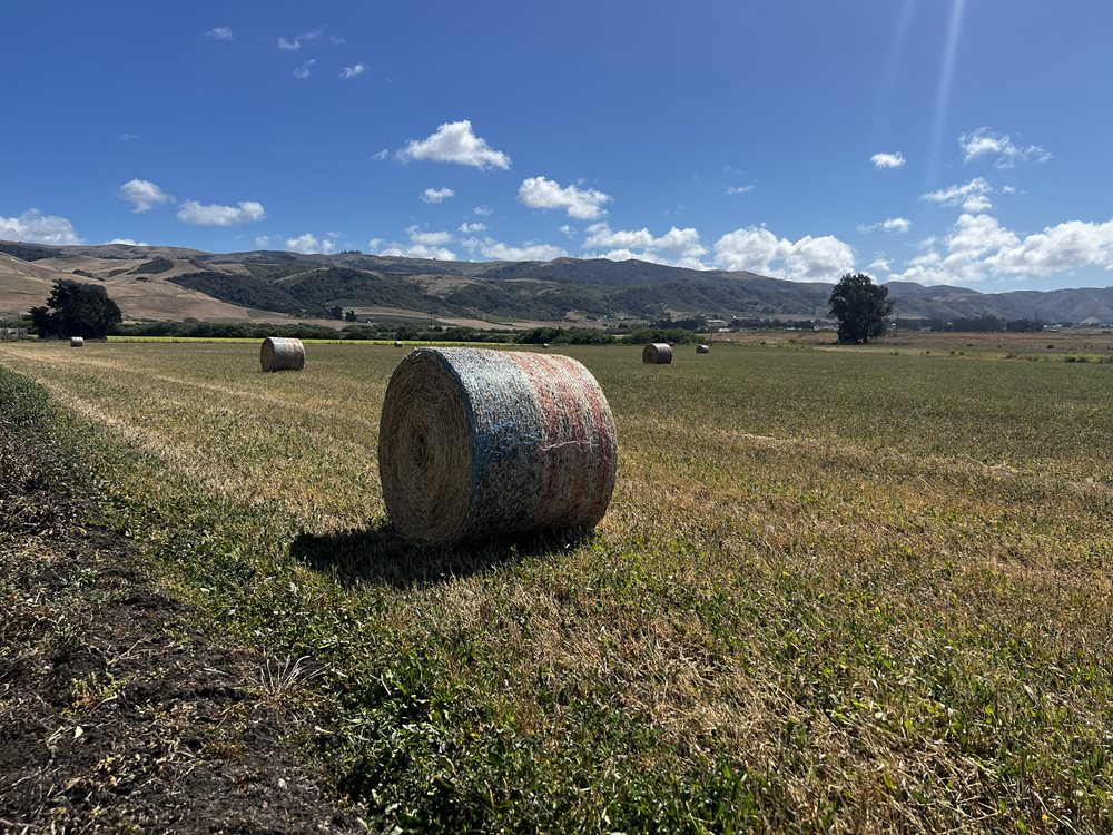 A hay bale spray painted red, white, and blue is in a field.