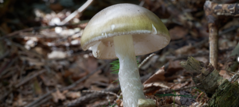 Death cap mushroom growing on the forest floor.