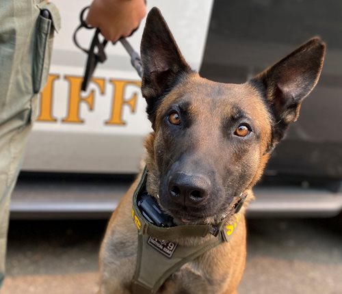 K-9 Rogue Click to view article, New Sheriff's Office K-9