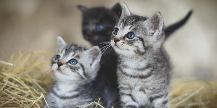 Images of kittens